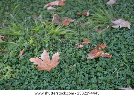 Green clover natural background. dried and fallen plane tree leaves in autumn.