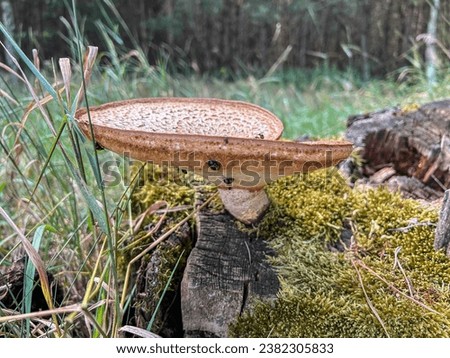 Dryad's saddle (Cerioporus squamosus) is a basidiomycete bracket fungus. It has a widespread distribution, being found in North America, Australia, Asia, and Europe Royalty-Free Stock Photo #2382305833