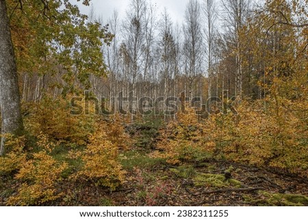 autumn forest wood tree color