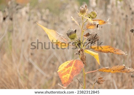 This is fall pictures to represent plants life