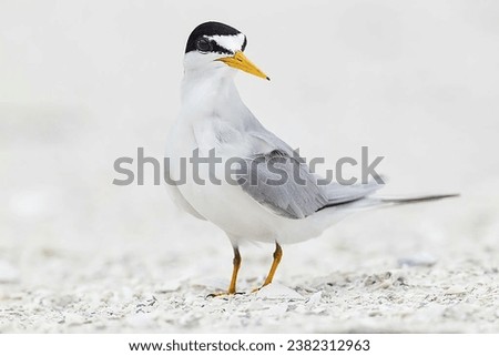 Beautiful Least Tern 4k photo Royalty-Free Stock Photo #2382312963
