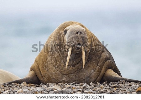 Walrus hauled out on beach  Svalbard , Norway