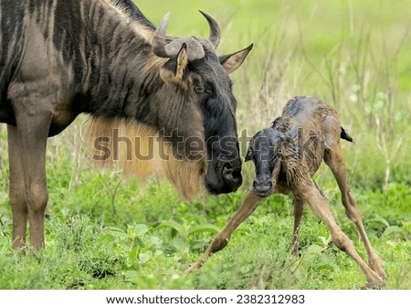 Wildebeest (Connochaetes taurinus) and newborn calf. Ndutu region of Ngorongoro Conservation Area, Tanzania, Africa Royalty-Free Stock Photo #2382312983