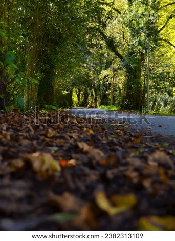 path with autumn leaves on the ground