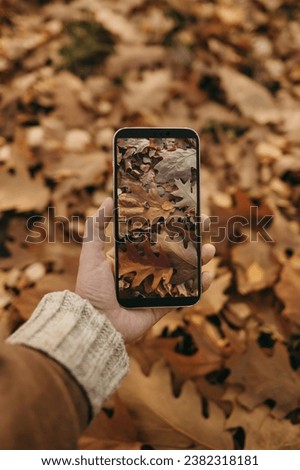 Oak leaves and an acorn through the phone screen. The girl holds the phone in her hand and takes a picture of the brown autumn leaves of the oak tree. Wallpaper on the screen, screensaver.