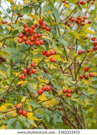 Red rose hips hang on the thorny branches of the dog rose (Rosa canina). Royalty-Free Stock Photo #2382323433