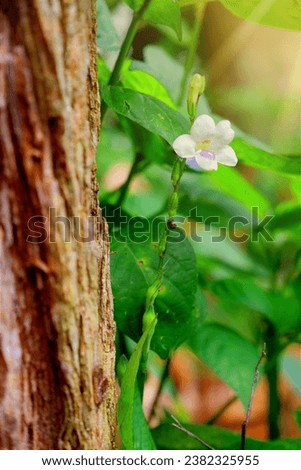 Asystasia gangetica, beautiful white flowers nestled next to a tree in the rainy season, is picture perfect and has the perfect quality to be used as a background.