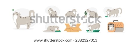 Cute domestic cat daily activity, behavior, poses mega set. Adorable feline animal eating, using litter box, sleeping and playing. Pet care concept. Flat vector illustration 