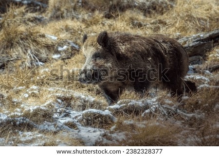 Huge male wild boar - Sus scrofa - running in an alpine snowy grassland on a winter day in the Alps Mountains, Italy.  Royalty-Free Stock Photo #2382328377