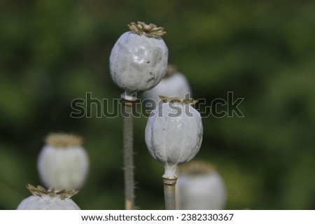 poppies seed pods background, garden, floral