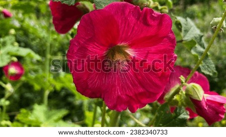 Holly Hock in Anne Hathaway Garden UK Royalty-Free Stock Photo #2382340733