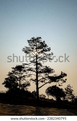 Beautiful Delightful Pine Trees. Pine tree backlit with a sunstar. Branch at the top of the mountain. Tranquil Sunset Scene.