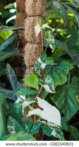 Tropical leaves. green leaves and spotted leaves beautiful tropical exotic foliage. The spotted betel tree, sawn timber, is commonly planted in the interior of the house.