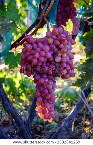 Large bunch of ripe juicy pink grapes in bright morning sun.  Autumn harvest.  Close-up. Selective focus.