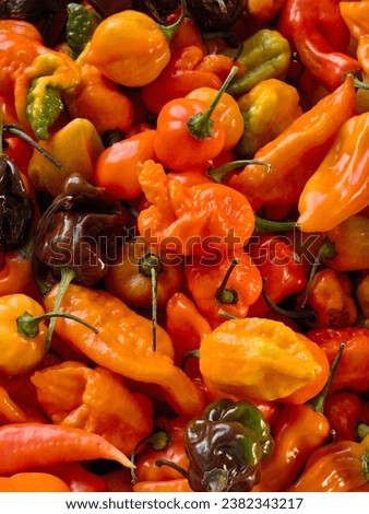 spicy mix fresh habanero peppers