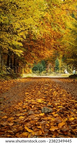 Autumn in the true sense of the word Royalty-Free Stock Photo #2382349445