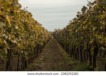 Autumn picture of vineyard with blurred background. Vineyard after harvest.