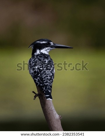 One pied kingfisher perched on a twig with a blurred green background