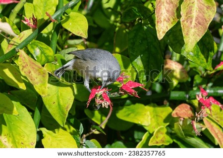 Mauritius grey white eye bird, zosterops mauritianus, Surinam, Mauritius, Africa Royalty-Free Stock Photo #2382357765