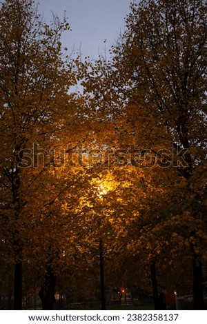Street lamp illuminating yellow autumn leaves in a park.