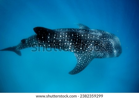 Whale Shark (Rhincodon typus) from Above, in Blue Water with Sunrays. Mafia Island, Tanzania