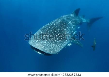 Whale Shark (Rhincodon typus) Approaching in the Blue. Mafia Island, Tanzania