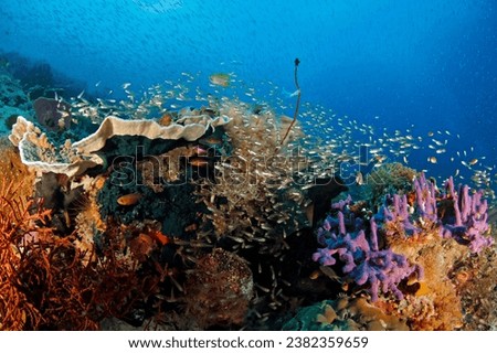 Colorful Coral Reef Teeming with Life. Gam, Raja Ampat, Indonesia