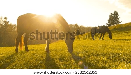 SILHOUETTE, LENS FLARE: Golden sunrise with two brown horses on morning pasture. An early and calm autumn morning with warm golden sun rays shining on beautiful horses grazing on the sunlit meadow. Royalty-Free Stock Photo #2382362853
