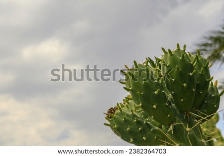 cactus on the island of Cyprus against the blue sky 1