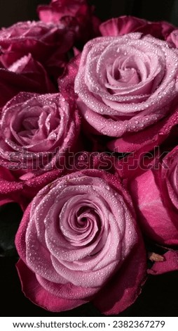 Flower bouquet with purple roses. Roses with small water drops. Flower background