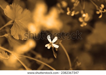 Blooming white flower in botanical garden, color floral image, orange nature, natural background for text