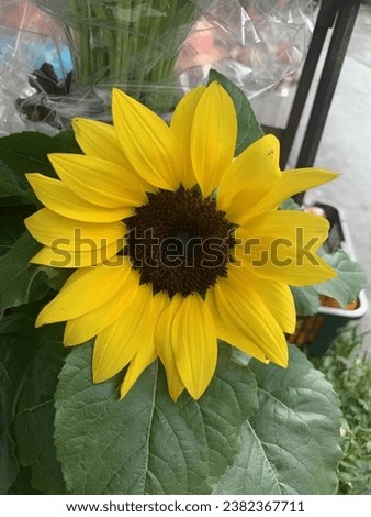 Beautiful sunflower picture in Malaysia