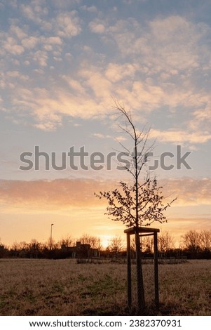Silhouette of young trees against a beautiful sunset