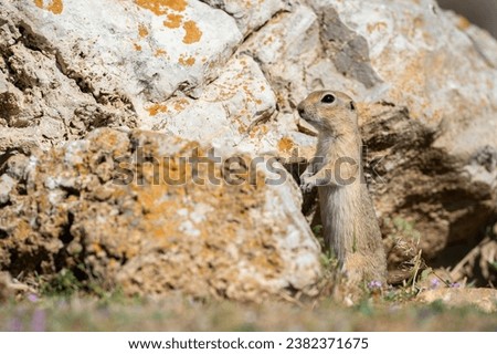 Anatolian Souslik-Ground Squirrel (Spermophilus xanthoprymnus) standing next to a rock.