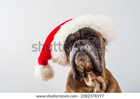 mmerse yourself in the spirit of dog Christmas with our captivating image collection. These heartwarming photographs showcase dogs in holiday-themed costumes, playing in the snow, and sharing memorabl