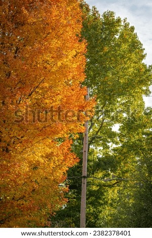 Natural leaf autumn background prfect golden light