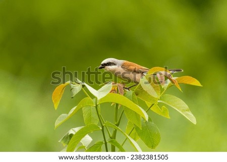 Close-up of a male of the red-backed shrike (Lanius collurio) - carnivorous passerine bird with black eye band
 Royalty-Free Stock Photo #2382381505