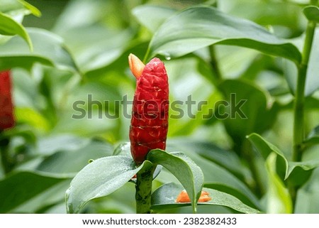 Inflorescence of a spiral ginger plant, Costus woodsonii Royalty-Free Stock Photo #2382382433