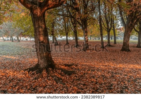 Autumn season colourful trees and maple leaves on the ground in park