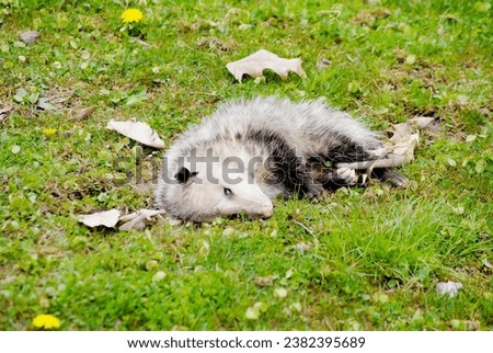 Playing Possum? (Opossum - disambiguation)	