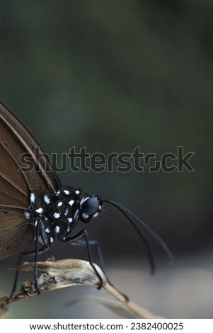 Common crow butterfly on natural background             