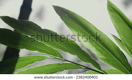 Close up shot of cardamom plant leaf, cloud forest, Guatemala, Central America Royalty-Free Stock Photo #2382400401