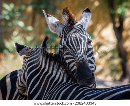The stripes of zebras are beautiful and mesmerizing. Their black and white color makes them stand out from the crowd. Zebras stay in herds and often groom one another. 