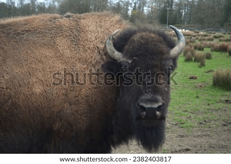 American Bison at the Olympic Game Farm in Sequim Washington. 