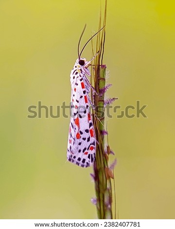 Utetheisa pulchella, the crimson-speckled flunkey, crimson-speckled footman, or crimson-speckled moth, is a moth of the family Erebidae