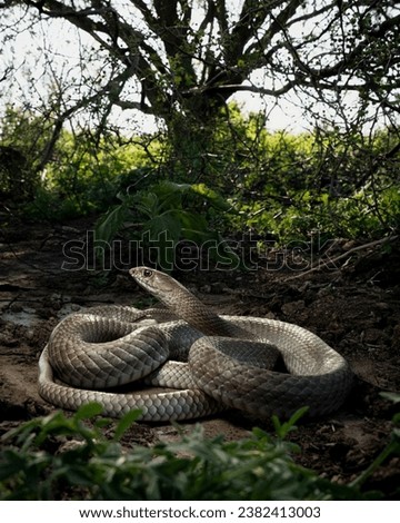 This type of western snake or the Latin name Mastechopis flagellum testaceus is above ground level