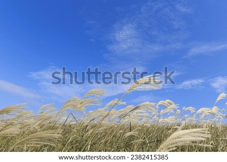 Low angle and autumnal view of silver grass with white flowers on the hill against blue sky at Sangumburi Crater of Jocheon-eup near Jeju-si, Jeju-do, South Korea
 Royalty-Free Stock Photo #2382415385