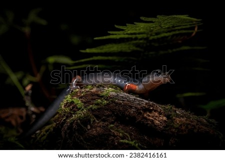 The red-cheeked salamander lizard, Latin name plethodon jordani, is above ground