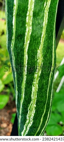 Close-up white-green peel of snake gourd, green vegetable. Florida, October 26, 2023
