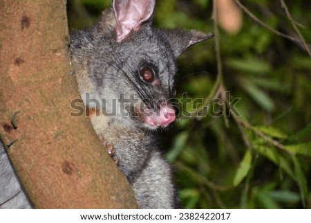 Close-up of Australian Possum. Possums are nocturnal animals and are most active at night, when they search for food in trees and on the ground. 
